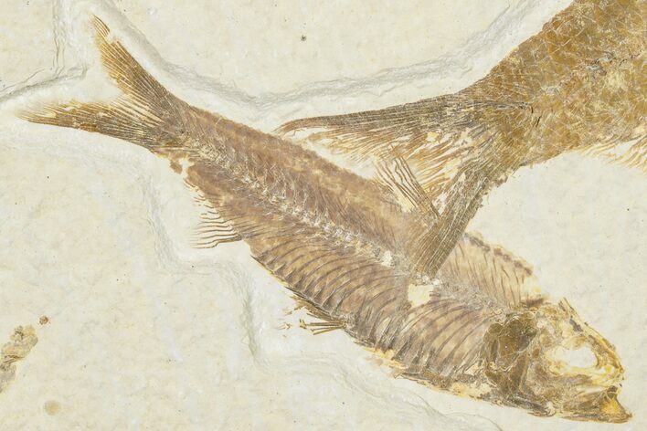 3.15" Detailed Fossil Fish (Knightia) - Wyoming